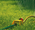 Summer Lawn Tips